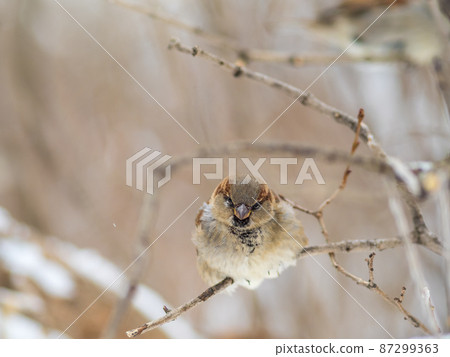 Sparrow sits on a branch without leaves. Sparrow sits on a branch without leaves. 87299363