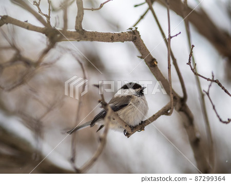Cute bird the willow tit, song bird sitting on a branch without leaves in the winter. Cute bird the willow tit, song bird sitting on a branch without leaves in the winter. 87299364