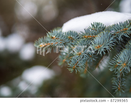 Green fir branches in winter covered with snow Green fir branches in winter covered with snow 87299365
