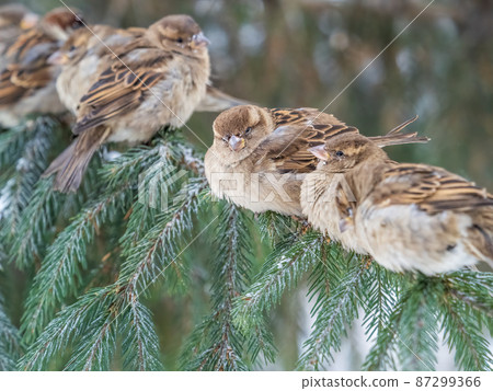 Four Sparrows sits on a fir branch in the autumn or winter Four Sparrows sits on a fir branch in the autumn or winter 87299366