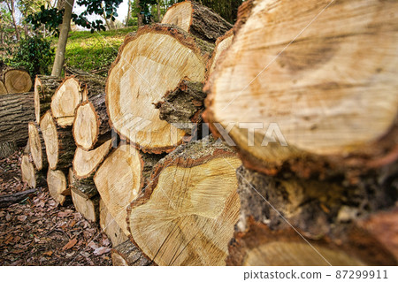 Stump of beech 87299911