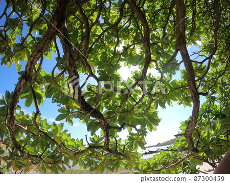 從下面看門巴樹 從下面看門巴樹 87300459