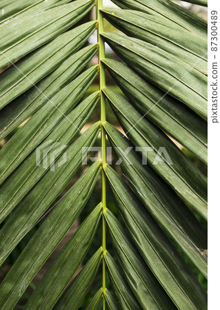 green exotic leaves close up green exotic leaves close up 87300489