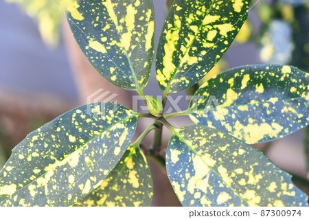 五顏六色的雜色青木和豆芽 五顏六色的雜色青木和豆芽 87300974