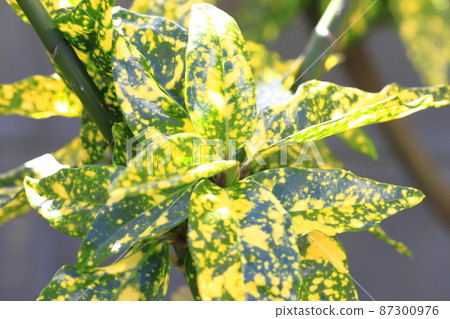 五顏六色的雜色青木和豆芽 五顏六色的雜色青木和豆芽 87300976