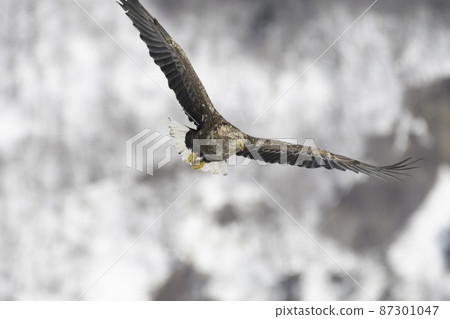 Flight of an eagle eagle Flight of an eagle eagle 87301047