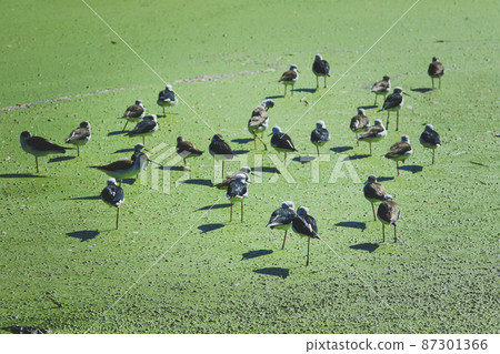 flock of black-winged stilt standing on green shallow wet land 87301366