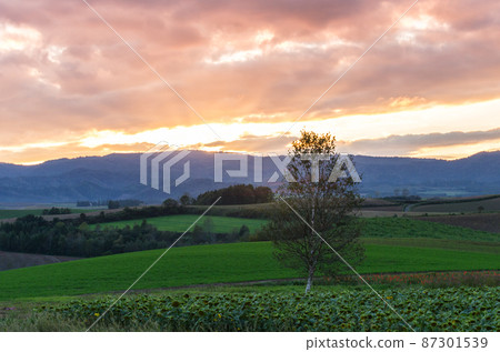Sunset at Biei 87301539
