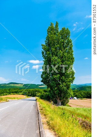 Hokkaido Biei Town Ken and Mary's tree 87301552