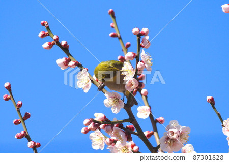White-eye that sucks the denseness of pink plums (Oushukubai) White-eye that sucks the denseness of pink plums (Oushukubai) 87301828