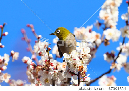 White-eye that sucks the denseness of pink plums (Oushukubai) White-eye that sucks the denseness of pink plums (Oushukubai) 87301834