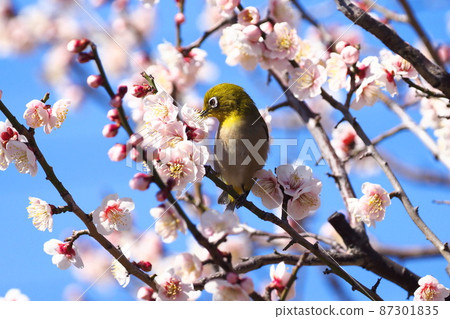 White-eye that sucks the denseness of pink plums (Oushukubai) 87301835