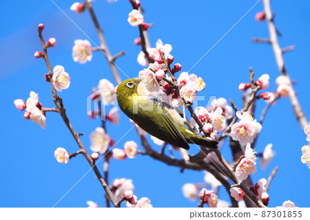 White-eye that sucks the denseness of pink plums (Oushukubai) 87301855