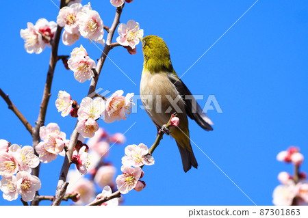 White-eye that sucks the denseness of pink plums (Oushukubai) 87301863