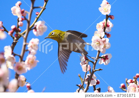 吸取粉紅李子濃密的白眼（Oushukubai） 87301871