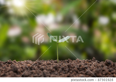 Plants or trees growing from the soil on green blurred nature background. environmental conservation concept 87301928