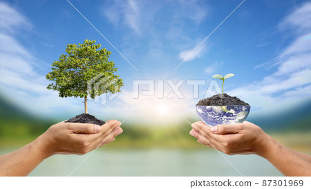 Environment day concept and environmental conservation. Volunteer hands hold trees and globes for ecological sustainability. Elements of this image furnished by NASA 87301969