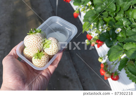 白草莓種植農場 草莓採摘風景 白草莓種植農場 草莓採摘風景 87302218