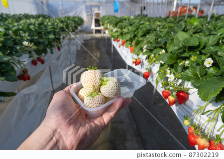 白草莓種植農場 草莓採摘風景 87302219