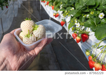 白草莓種植農場 草莓採摘風景 白草莓種植農場 草莓採摘風景 87302220