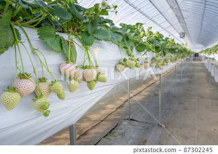 White strawberry cultivation farm White strawberry cultivation farm 87302245