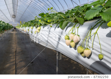 白草莓種植農場 白草莓種植農場 87302250