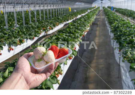 白草莓種植農場 草莓採摘風景 白草莓種植農場 草莓採摘風景 87302289