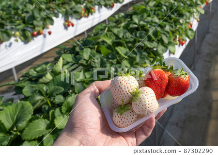 白草莓種植農場 草莓採摘風景 白草莓種植農場 草莓採摘風景 87302290
