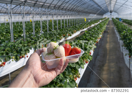 白草莓種植農場 草莓採摘風景 白草莓種植農場 草莓採摘風景 87302291