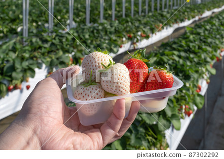 White strawberry cultivation farm Strawberry picking scenery White strawberry cultivation farm Strawberry picking scenery 87302292