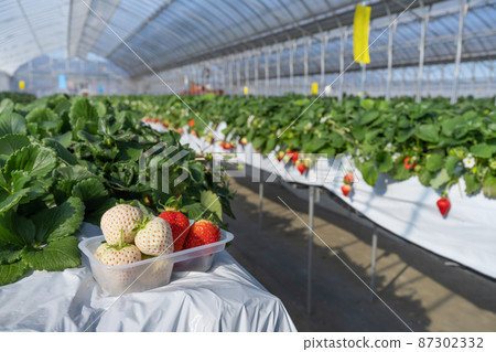 草莓採摘風景 紅白草莓種植農場 87302332