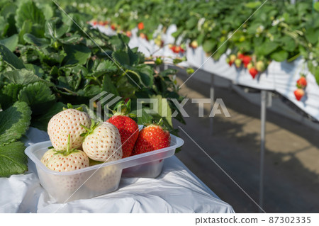 Strawberry picking scenery Red and white strawberry cultivation farm Strawberry picking scenery Red and white strawberry cultivation farm 87302335