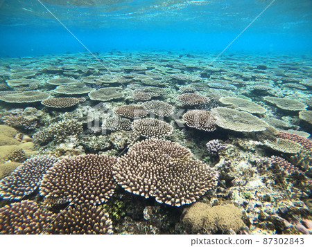 Coral community, underwater world Coral community, underwater world 87302843