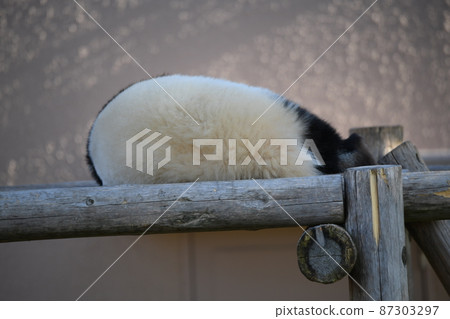 Baby panda taking a nap on the wooden deck 87303297