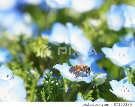 Nemophila and a honeybee 87303389