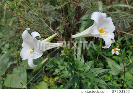 Easter lily (Ishigaki City, Okinawa Prefecture) Easter lily (Ishigaki City, Okinawa Prefecture) 87303503