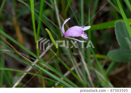 Pogonia japonica(北海道鶴居村) Pogonia japonica(北海道鶴居村) 87303505