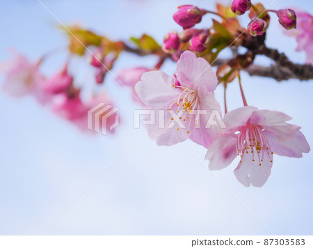 Kawazu Sakura 9 Kawazu Sakura 9 87303583