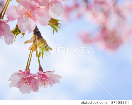 河津櫻花10 河津櫻花10 87303584