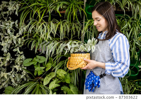 Smiling woman gardener near vertical greenery phytomodul holding tradescantia in straw basket box Smiling woman gardener near vertical greenery phytomodul holding tradescantia in straw basket box 87303622