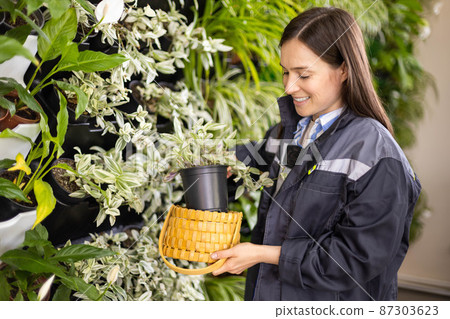 Smiling woman gardener near vertical greenery phytomodul holding tradescantia in straw basket box Smiling woman gardener near vertical greenery phytomodul holding tradescantia in straw basket box 87303623