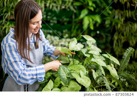 Female gardener cutting leaves of syngonium use scissors working at greenhouse vertical greenery Female gardener cutting leaves of syngonium use scissors working at greenhouse vertical greenery 87303624