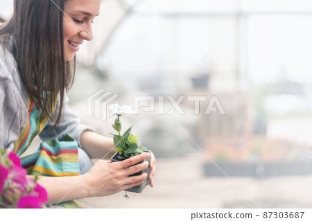 Florist woman cultivated flower plants with petal leaves transplanting in box working at greenhouse 87303687
