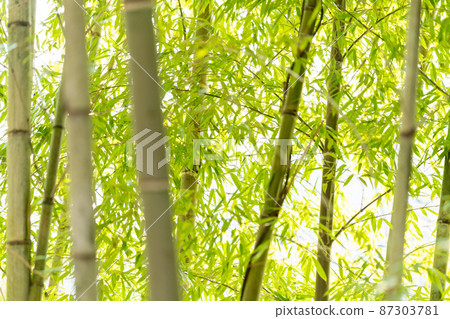 竹圖片素材 87303781