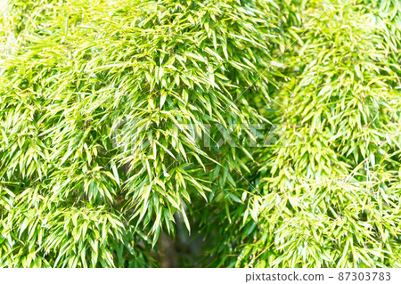 竹圖片素材 竹圖片素材 87303783