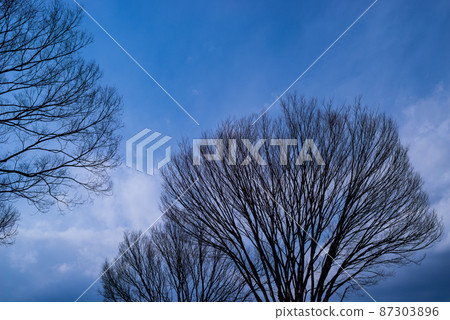 櫸樹枯枝與櫻花 早春藍天飄雲 櫸樹枯枝與櫻花 早春藍天飄雲 87303896