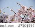 Cherry tree in full bloom  87304549