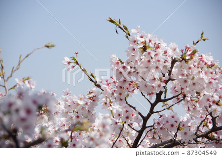 Cherry tree in full bloom Cherry tree in full bloom 87304549