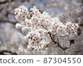 Cherry tree in full bloom  87304550