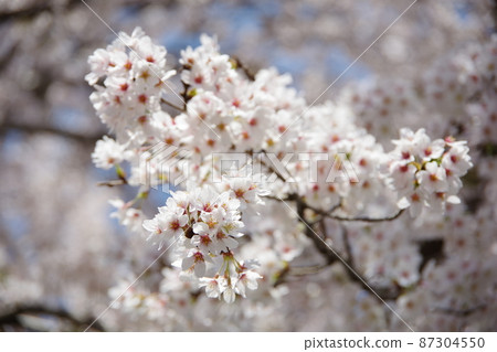 Cherry tree in full bloom Cherry tree in full bloom 87304550